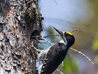 U0U1851c  Black-backed Woodpecker (Picoides arcticus) -  male feeding juvenile male in nest